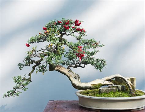 bonsai tree website.